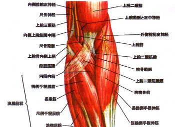 肘関節の筋肉
